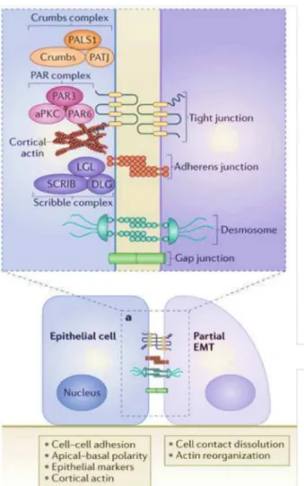 Figure 10: Epithelial polarity complexes.  