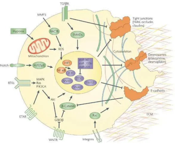 Figure 11: Stimuli and signaling pathways regulating epithelial-mesenchymal transition