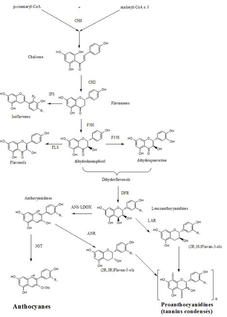 Figure 3: Schéma partiel de la biosynthèse des flavonoïdes. CHS : chalcone synthase, CHI :  chalcone isomerase, IFS : isoflavone synthase, F3H : Flavonoide