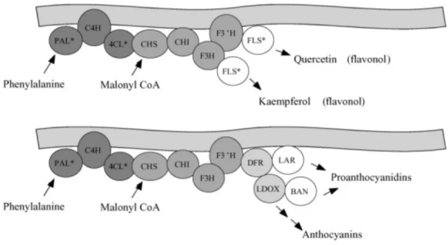 Figure 13: Schéma d'un métabolon impliqué dans la biosynthèse des flavonols (en haut) et  des flavonoïdes (en bas)