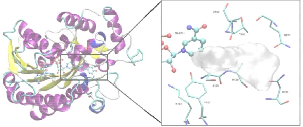 Figure 15 :  à gauche, structure tridimensionnelle de l'enzyme DFR obtenu par Petit  al.(PDB ID:2C29)