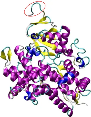 Figure 19 : Structure cristallographique de l'enzyme humaine Cytochrome P450 1A2. La  partie N-terminale, transmembranaire, n'est pas représentée car non présente dans la 