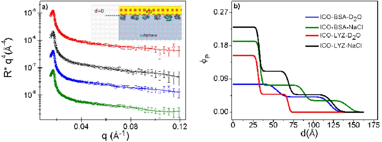 Figure  3:   Adsorption  of  proteins  at  the  (ICO)  oil-water  interface:  effect  of  protein  type  and  salt