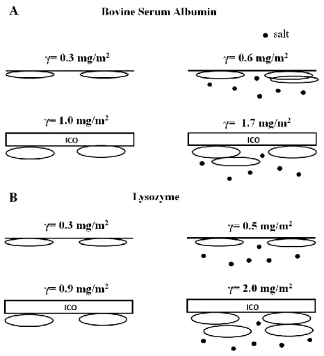 Figure 6: Schematic summary of protein adsorption of BSA (a) and lysozyme (b) at the air-water (top)  and ICO-water (bottom) interface, in the absence (left) and presence of  salt (right, represented by dots)