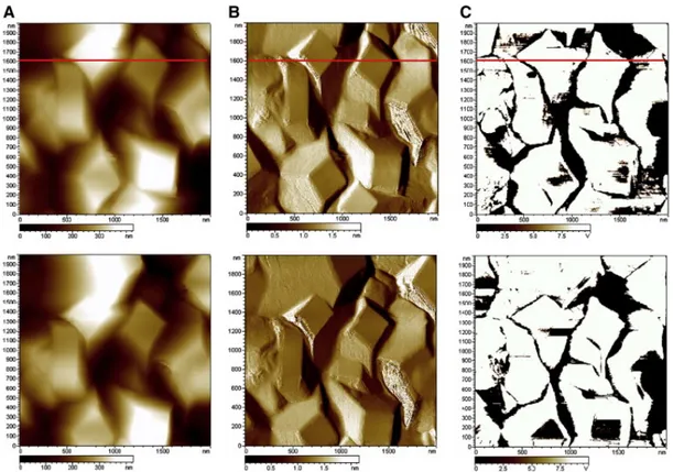 Fig. 7. Current-Sensing Atomic Force Microscopy imaging ( “A” topography images, “B” deflection  images  and  “C” conductivity images,  2 µm × 2 µm)  of  B-PCD  surface  after  electrochemical   pre-treatment