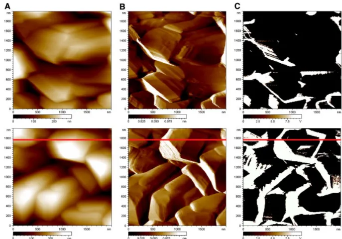 Fig. 10. Current-Sensing Atomic Force Microscopy imaging (“A” topography images, “B” deflection  images  and  “C” conductivity images,  2 µm × 2 µm)  of  B-PCD  surface  after  electrochemical   pre-treatment and a new H 2  cooling process restoring simila
