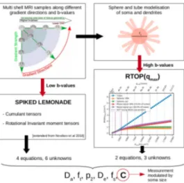 Figure 1: Visual abstract. On the top left we illustrate a multi-shell dMRI. On the one hand we are using gradient directions at low b-values to estimate rotational invariants moment tensors