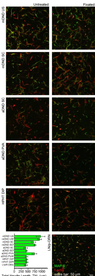 Figure 2: Confocal microscopy images of immunostained neuronal cell  cultures after DIV2 on ND-coated and laminin (LN)/poly-DL-ornithine 