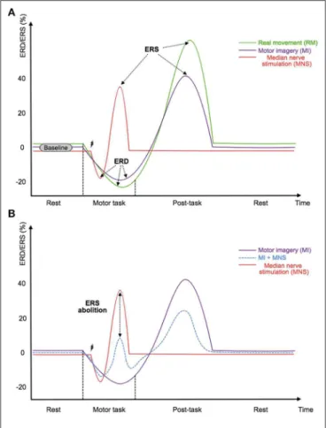 FIGURE 1 | (A) Illustration of the timings and amplitudes of the desynchronization and the followed synchronization induced by a real movement, a motor imagery, and a median nerve stimulation according to Salenius et al