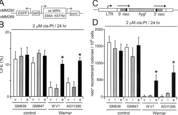 FIG. 2. WRN protein rescues WRN cell survival and recombination after DNA damage. (A) Expression vectors encoding active (pMM290;