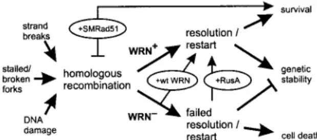 FIG. 6. Model of WRN function and origins of WRN cellular phe- phe-notypes. DNA damage, replication, or repair can initiate HR (left) (8, 21, 46)