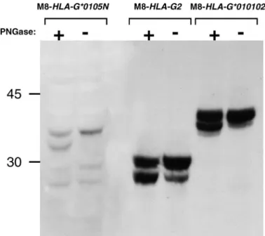 FIG. 7. The HLA-G*0105N allele produced intracytoplasmic HLA-G proteins. Cell-surface proteins are biotinylated and separated from the nonbiotinylated inside proteins