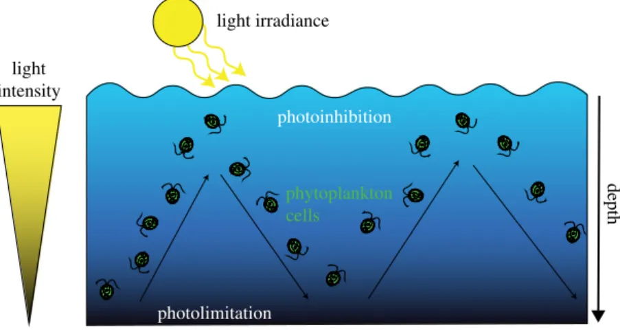 Figure 1. Schematic representation of an algal cell trajectory in an open pond raceway system.