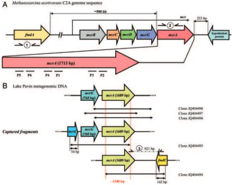 Figure 2. Schematic representation of mcr operon fragments on (A) M. acetivorans C2A gDNA and (B) Lake Pavin metagenomic DNA.