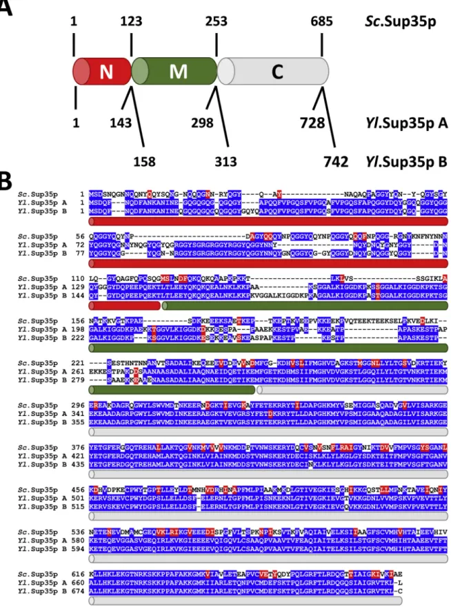 Fig. 1. Alignment of Sc.Sup35, Yl.Sup35p A and Yl.Sup35p B proteins. The S. cerevisiae Sc.Sup35p coding sequence (Uniprot P05453) was obtained from the 74-D694 strain