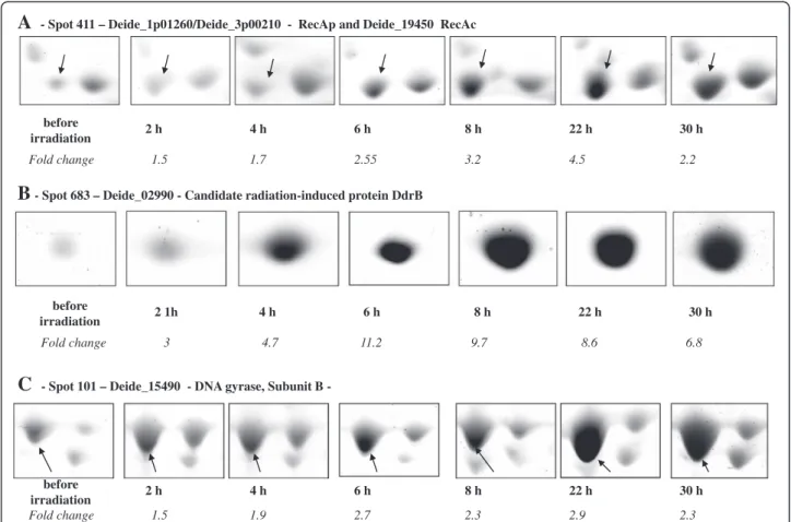 Figure 2 Early enhanced production of proteins after drastic irradiation. Protein spots in 2-D gels are shown for [A]: RecA P (Deide_1p01260/