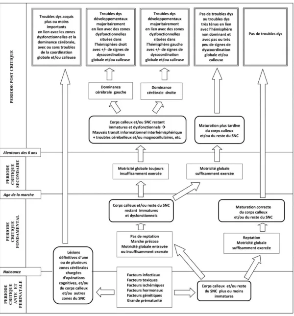 Fig. 1. Modèle dynamique et temporel des troubles dys  