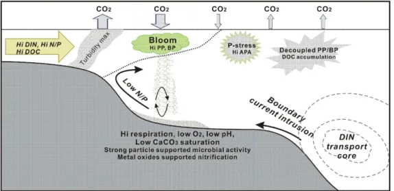Figure 4. Schematic diagram showing the major biogeochemical features in the river–shelf–boundary current systems observed in studies of this special issue