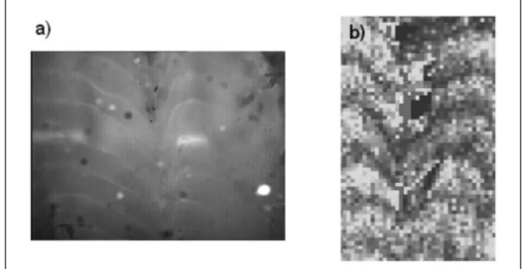 Fig. 2. Examples of fluorescent laminae (1) Shihua Cave, Beijing  (2) Stalagmite ER-77, Ernesto Cave, Italy