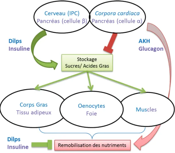 Figure 3 : Equivalence fonctionnelle des organes régulant l’homéostasie du sucre et des acides  gras chez la drosophile et chez les mammifères