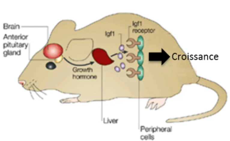 Figure   4   :   Régulation   de   la   croissance   par   l’axe   GH/   IGF-­‐1   chez   la   souris