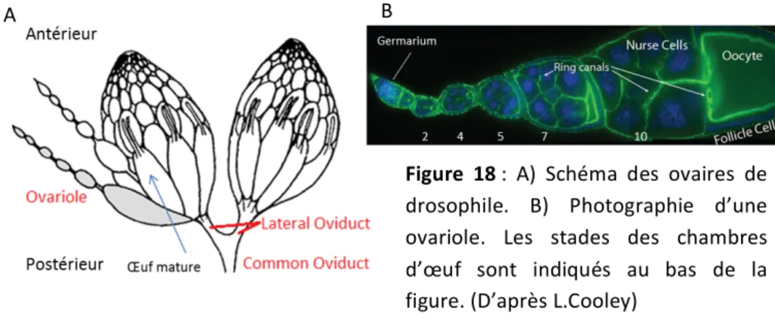 Figure    18   :    A)    Schéma    des    ovaires    de    drosophile.    B)    Photographie    d’une    ovariole