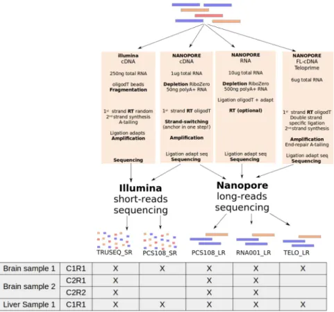 Figure 1.  Experimental design. Five protocols have been used on each tissue. Two were based on short- short-reads with the TruSeq protocol (TRUSEQ_SR) and the ONT library preparation (PCS108_SR) and the  three others were based on long-reads with the ONT 