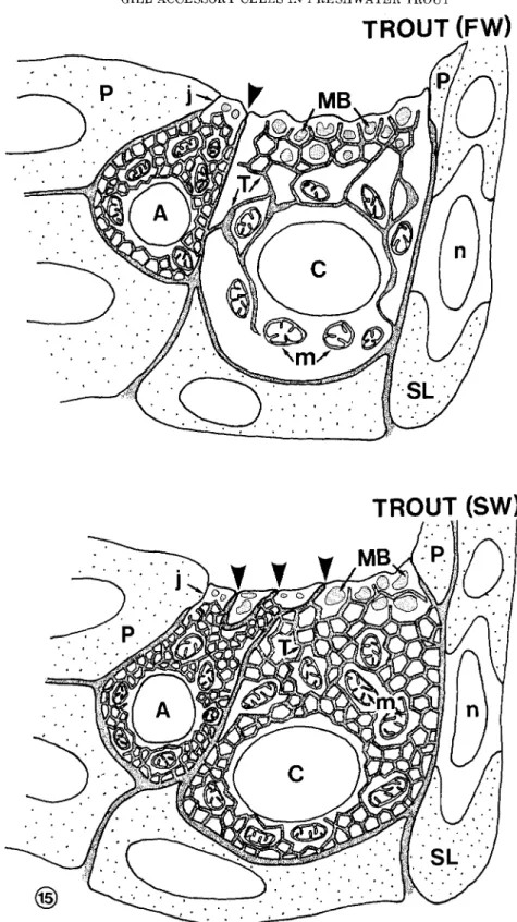 Fig.  15.  Schematic  representation  of  the  ultrastructural  differ-  ences between “mitochondria-rich cells” from freshwater and seawa-  ter trouts