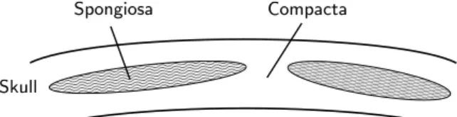 Figure 1.4: The layered structure of the skull consisting of compact (com- (com-pacta) and spongy (spongiosa) bone layers.
