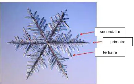 Figure II-3 : Développement d'un cristal selon les processus de cristallisation primaires,  secondaires et tertiaires 