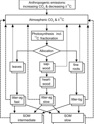 Figure 1. Carbon cycling within LPJ: all carbon pools are doubled with respect to 13 C, autotrophic respiration (dotted arrows) is assumed to have the same isotopic signature as the photosynthate, while heterotrophic respiration (dashed arrows) is in diseq