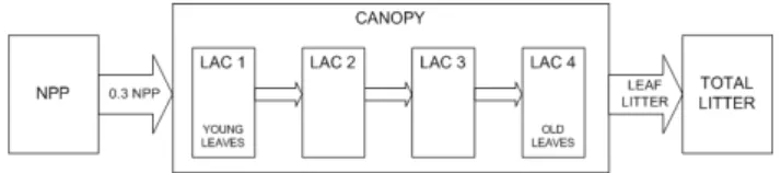 Fig. 2. Schematic representation of the new leaf turnover scheme implemented in ORCHIDEE-TrBE