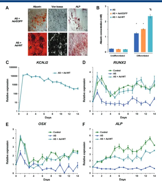 Fig. 6. Expression of wild-type Kir2.1 channels in AS-MSCs restored their osteoblast differentiation and function