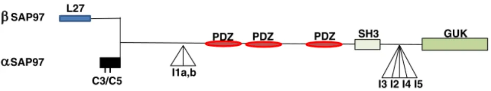 Fig. 1. Schematic diagram of the domain organization of SAP97 isoforms. Illustrated are the major protein–protein interaction sites of SAP97: three PDZ domains (red ovals), an SH3 domain (open rectangle) and a GUK domain (green rectangle)