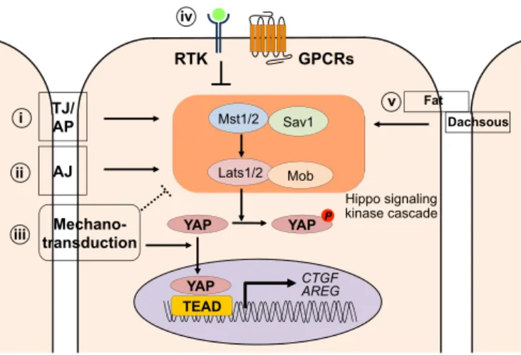 Fig. 1. Control of the core Hippo signaling pathway through interacting upstream modules