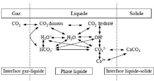Figure II.2 : Représentation schématique des échanges aux interfaces et des équilibres  chimique au sein  d’une suspension aqueuse de CaCO 3  [Roques., 1995] 