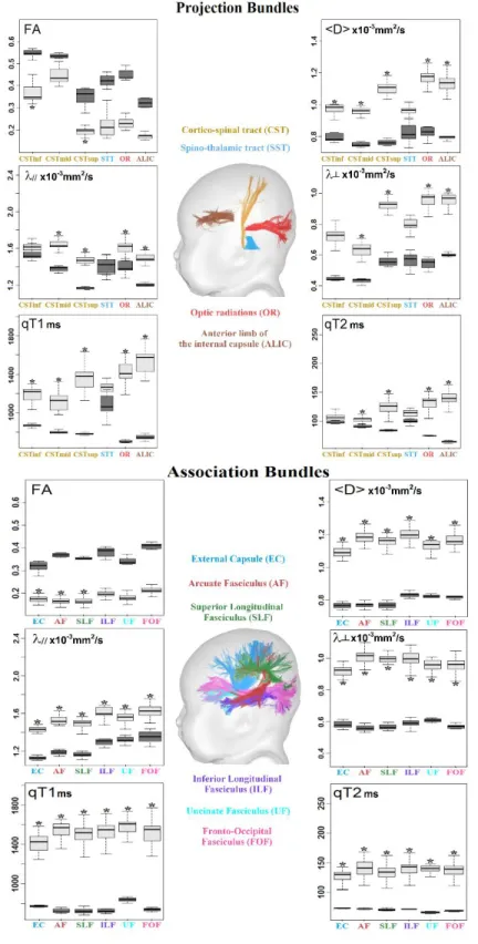 Figure 2: Quantification of the MRI parameters over the infant and adult groups.  