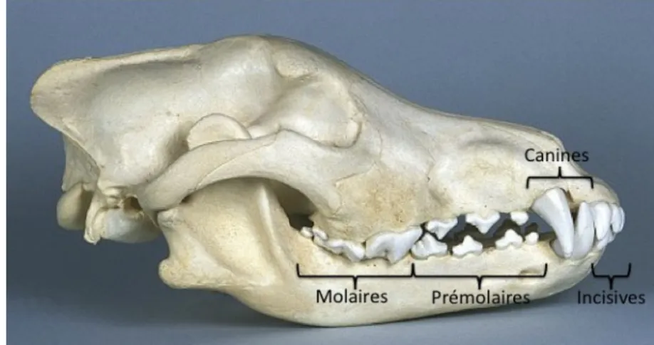 Figure 1 : Types de dents  1. Crâne de loup ; 2. Crâne de cheval    (photographies modifiées d’après © skullsite) 