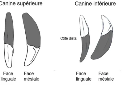Figure 10 : Détermination de l’origine des mâchoires des canines de carnivores  (Schéma modifié d’après Hillson, 2005, fig