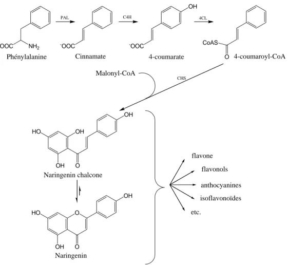 Figure 1 : Etapes communes de la biosynthèse de toutes les flavonoïdes. 