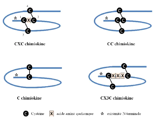 Figure 10 : Représentation schématique des 4 sous-familles de chimiokines 