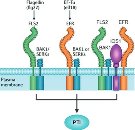 Figure 6. BAK1 le récepteur kinase au centre de l’immunité 