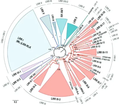 Figure 7. Arbre phylogénétique des protéines LRR-RLK d’Arabidopsis thaliana 