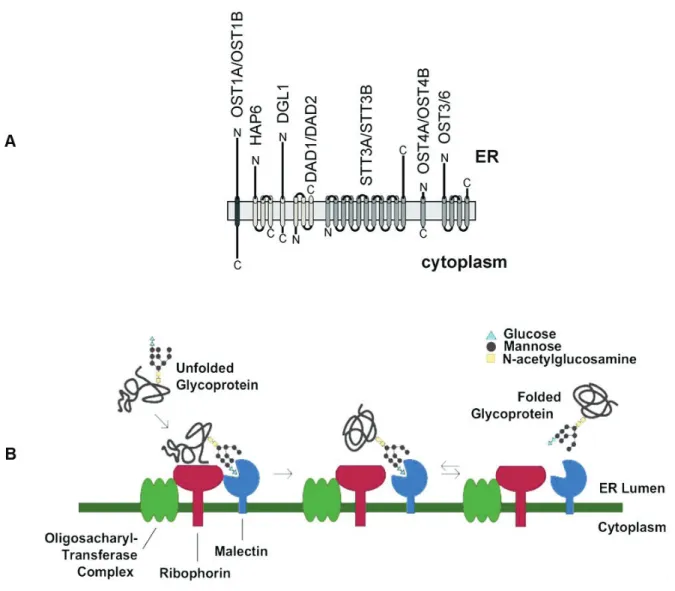 Figure 9. L’activité oligosaccharyltransférase est associée à un complexe protéique composé  de ribophorines