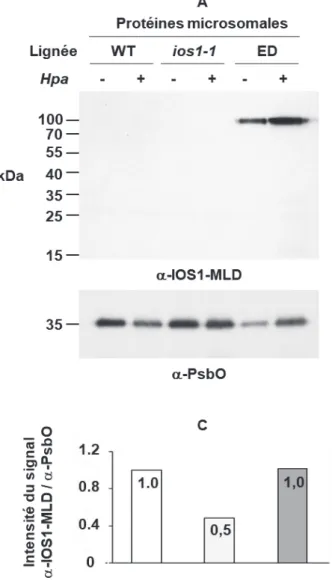Figure 17. Arabidopsis exprime le MLD en condition d’inoculation