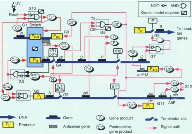 Figure 1.4: schematic representation of the genetic circuit generating the λ phage lysis-lysogeny dynamics
