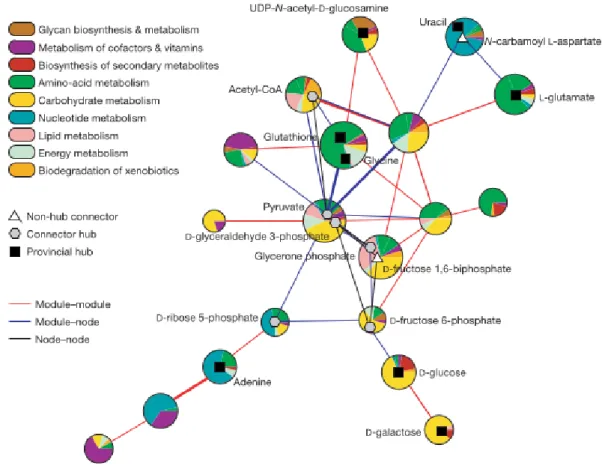 Figure 1.6: high-level modular representation of a metabolic network. (Image taken from Guimerà &amp; Amaral 2005b).