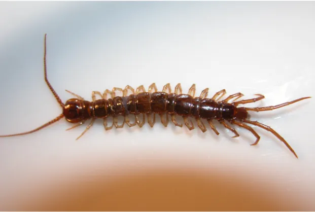 Figure 2.2: a centipede, Lithobius forficatus, shows a sort of modularity in the repetition of similar metamers.