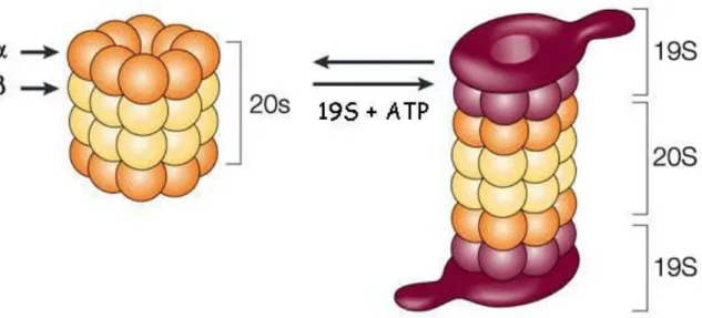 Figure 6: Représentation des différentes structures du protéasome 26s d'après Julian Adams (2004)