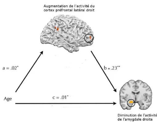 Figure 1 : Effet de d’âge sur la dimunition de l’activité amygdalienne en lien avec l’augmentation du  cortex préfrontal (adapté de Silvers et al., 2014)